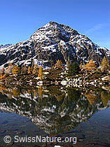 F030641: Mässersee: Spiegelung des Stockhorns mit gefärbten Lärchen