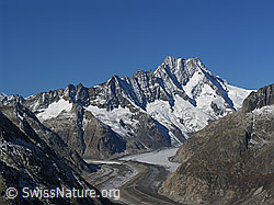 F030868: Unteraargletscher, Hugihorn, Lauteraarhorn, Schreckhorn