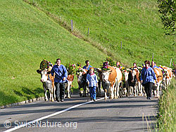 F031628: Alpabfahrt im Emmental