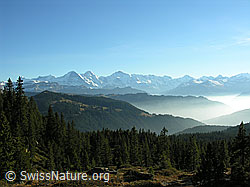 F032354: Trogenalp, Wälder, Nebelmeer, Berner Alpen