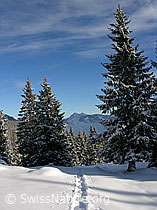 F032871: Schrattenfluh: Schneeschuhspur in Winterlandschaft