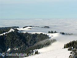 F033087: Schneebedeckte Hügellandschaft mit Nebelmeer