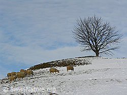 F033377: Weidende Schafe