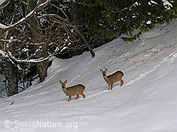 Foto: Zwei Rehe in Winterlandschaft