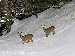 Foto: Zwei Rehe in Winterlandschaft