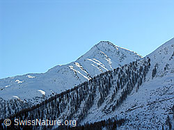 F033558: Brudelhorn und Bergwald
