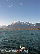 F034040: Thunersee: Niesen und Höckerschwan (Cygnus olor)