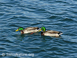 F034042: Stockenten