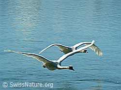 F034094: Fliegende Schwäne (Cygnus olor)