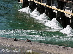F034100: Thun: Wasserwehr und schlafende Enten