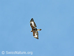 F034165: Steinadler im Flug