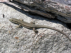 F034653: Mauereidechse (Podarcis muralis) auf Fels