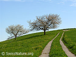F035165: Fahrweg mit Kirschbäumen