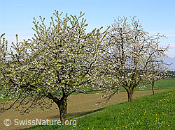 F035167: Blühende Kirschbäume