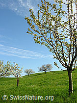 F035169: Blühende Kirschbäume in Wiese