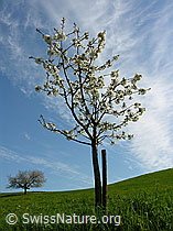 F035170: Junger Kirschbaum ragt in blauen Himmel mit Schleierwolken