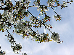 F035172: Kirschbaumblüten