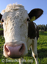 F035229: Kalb
