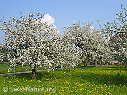 F035287: Blühende Apfelbäume