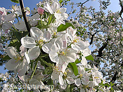 F035292: Blüten des Apfelbaums