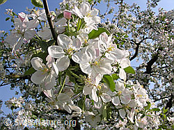 F035295: Blüten des Apfelbaums