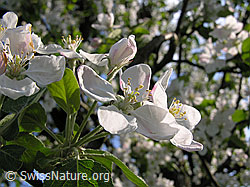 F035304: Blüten des Apfelbaums