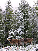 F035431: Kälber im Schnee