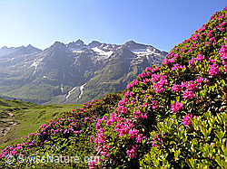 F036280: Alpenrosen