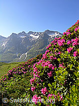 F036281: Alpenrosen