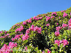 F036283: Alpenrosen