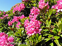 F036285: Alpenrosen