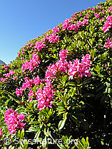 F036286: Alpenrosen