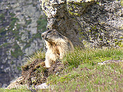Foto: Murmeltier