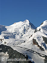 F036961: Castor