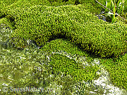 F037416: Leuchtendes Moospolster am Wasser