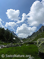 F037431: Saftig grünes Gras und Quellwolken am blauen Himmel