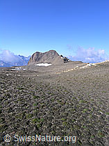 F037787: Holzjihorn