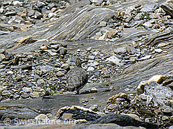 F038263: Alpenschneehuhn in Geröllhalde
