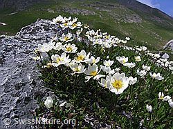 Foto: Silberwurz