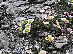 Foto: Gletscher-Hahnenfuss