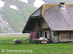 F038451: Alpaufzug Engstligenalp