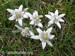 F038470: Mehrere Edelweiss