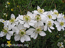 Foto: Narzissenblütige Anemonen, Blüten