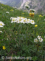 Foto: Narzissenblütige Anemonen