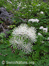 F038496: Akeleiblättrige Wiesenraute