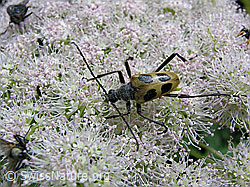 F038771: Gelber Vierfleckbock (Pachyta quadrimaculata)