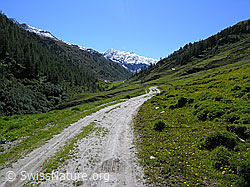 F039311: Fahrweg im Saflischtal