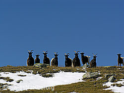 Foto: Walliser Schwarzhalsziegen