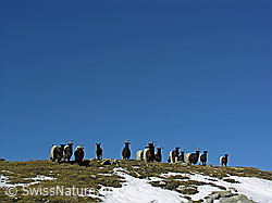 Foto: Walliser Schwarzhalsziegen