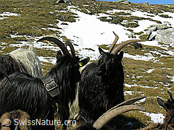 Foto: Walliser Schwarzhalsziegen